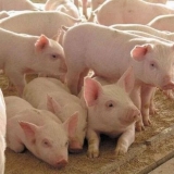 Čime hraniti prasad